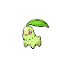 菊草叶