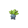 走路草