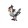 咕咕鸽